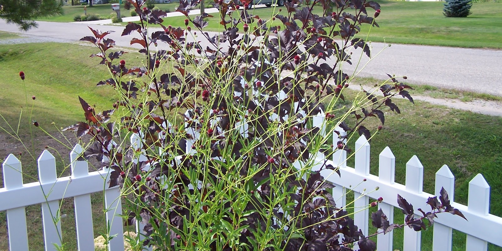 Perennial Passion Japanese Bottlebrush Finally Blooms!