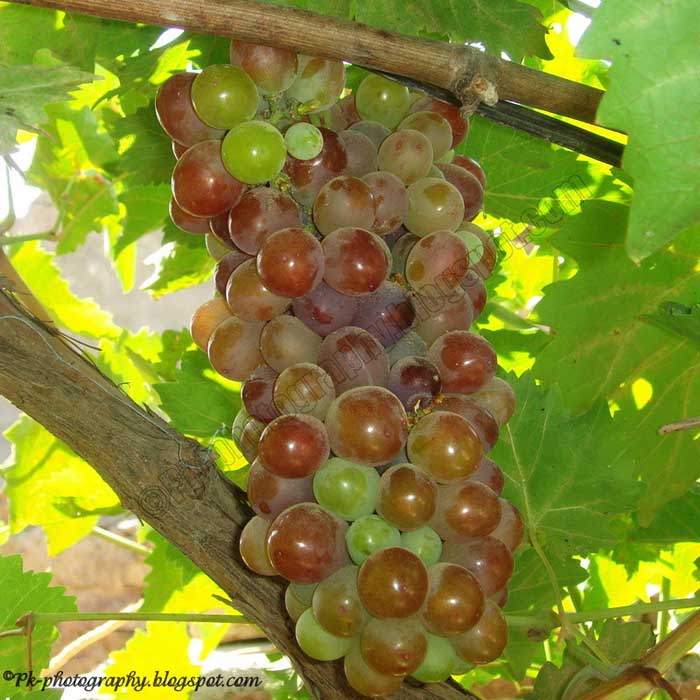 Bunch Of Grapes Nature, Cultural, and Travel Photography Blog