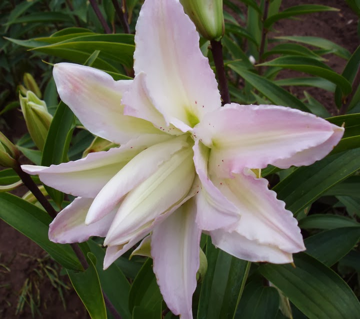 B&D Lilies Garden Blog Help... Winter Lily Pollen Stains!