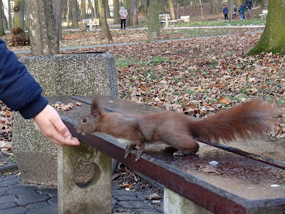 wiewiórki w parku zdrojowym