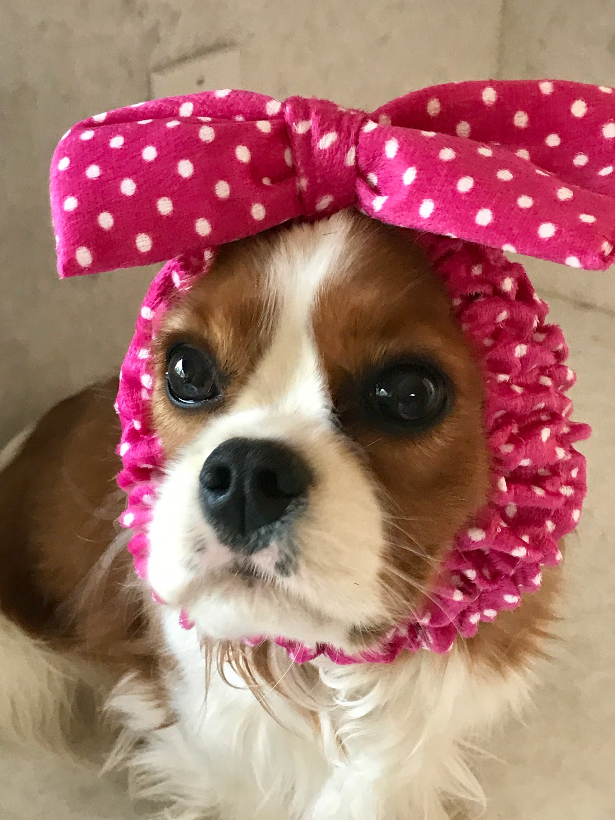 WOODLAND CAVALIERS: Daydee gets a new snood!