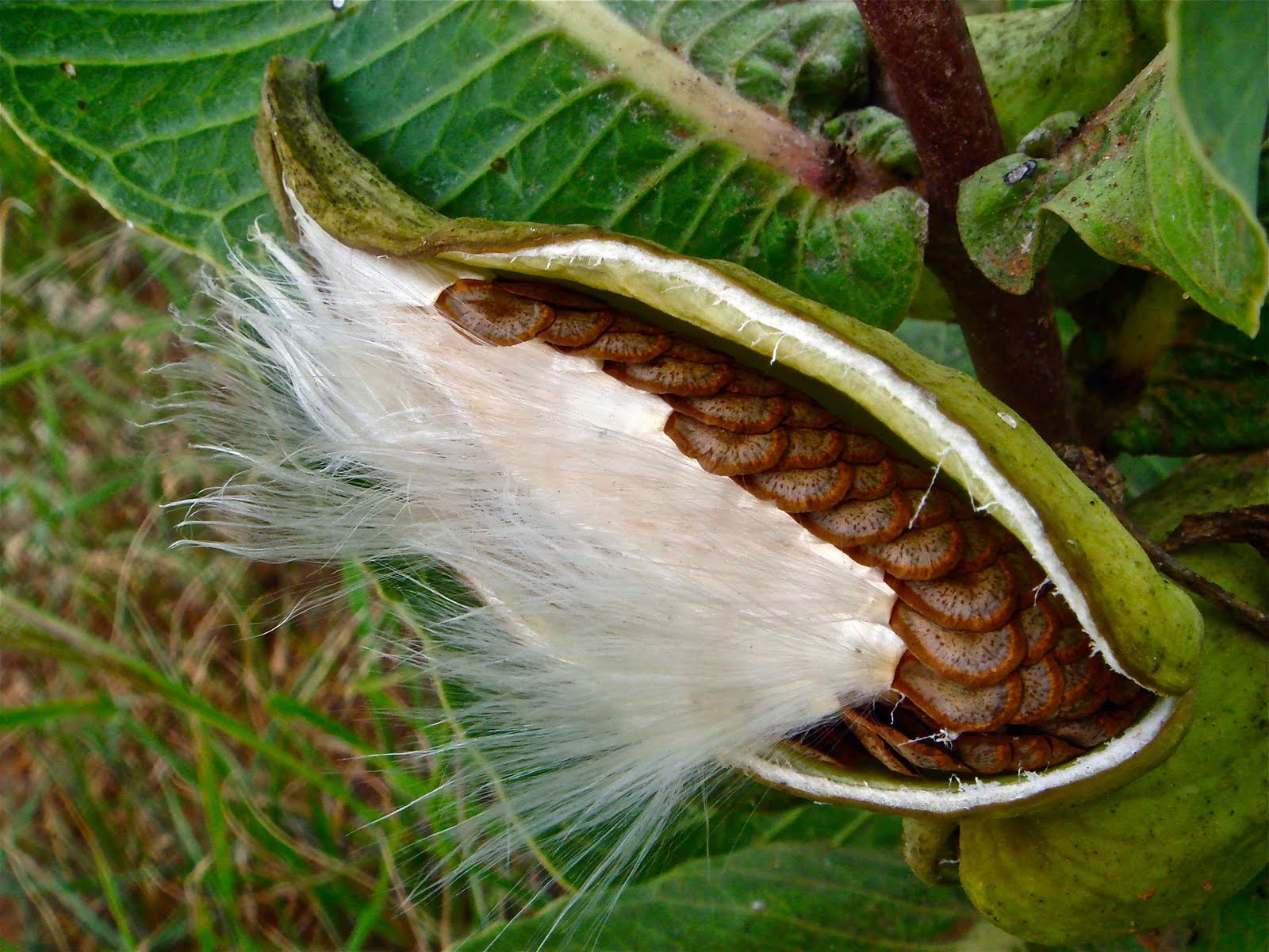 Poetry Of Spirit And Light Milkweed Silk