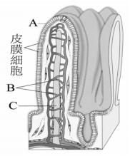 三 下圖是小腸絨毛的構造 阿摩線上測驗