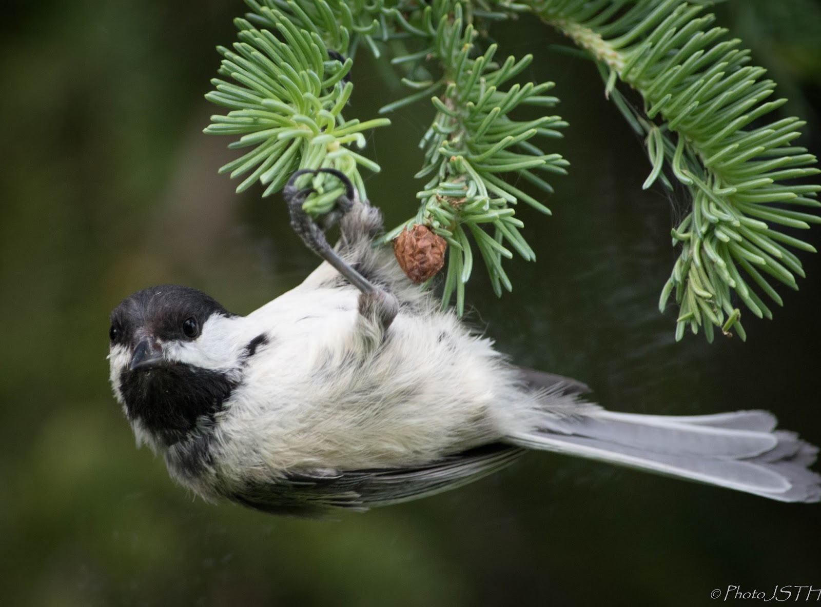 Asslama Passion photos Oiseaux du Québec Asslama Passion photos Oiseaux du Québec