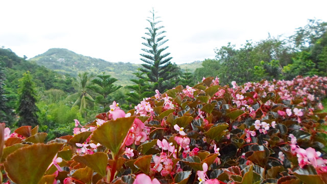 Terrazas de Flores Cebu Botanical Garden