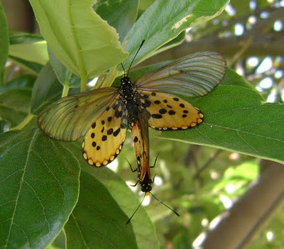 Motyle Acraea