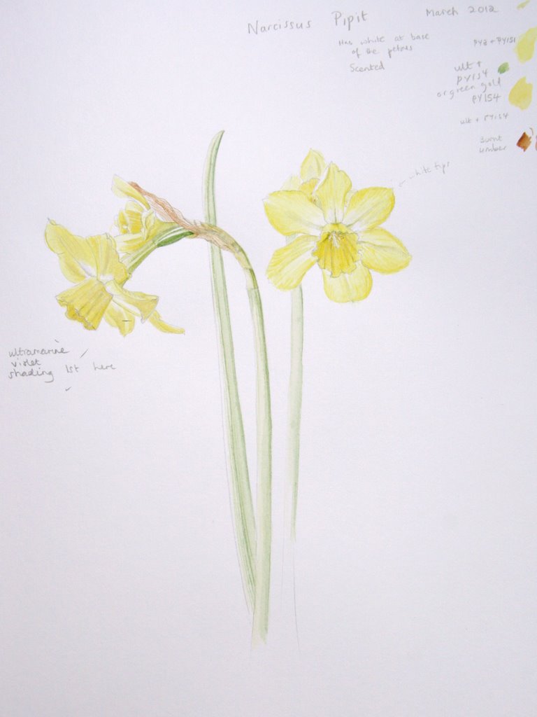 Narcissus Flower Drawing Is with yellow flowers and
