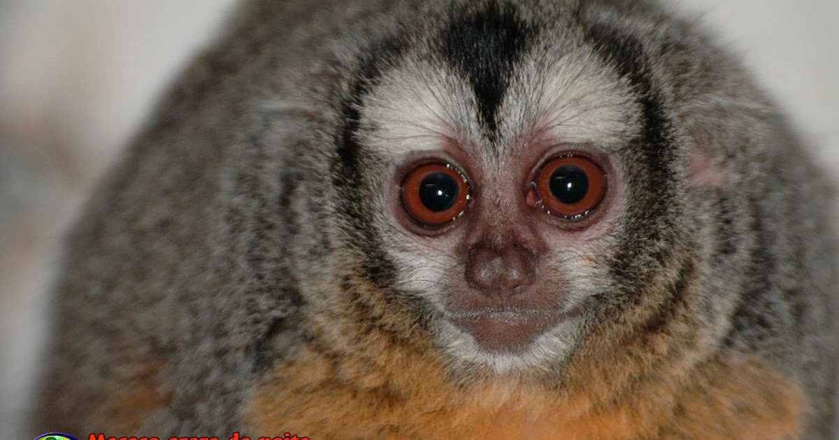 Yacarerani boliviensis