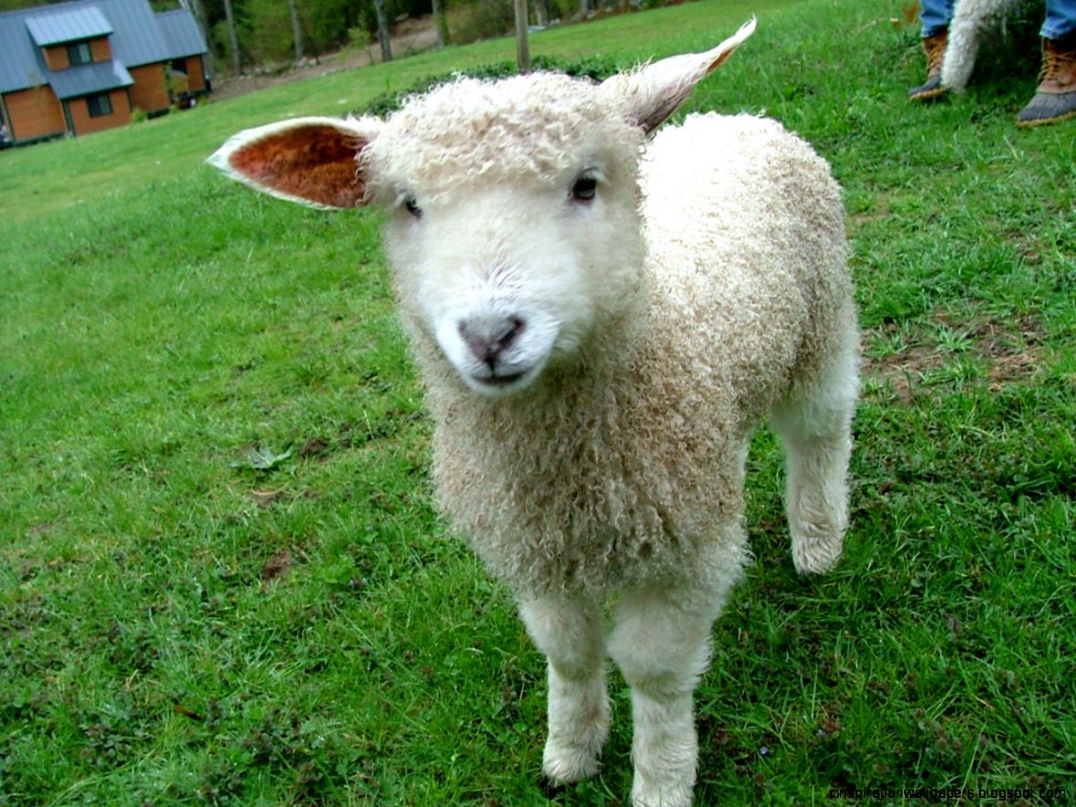 Cute Lamb