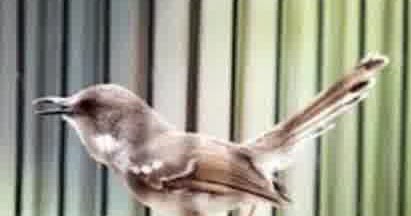 20++ Burung ciblek betina terupdate