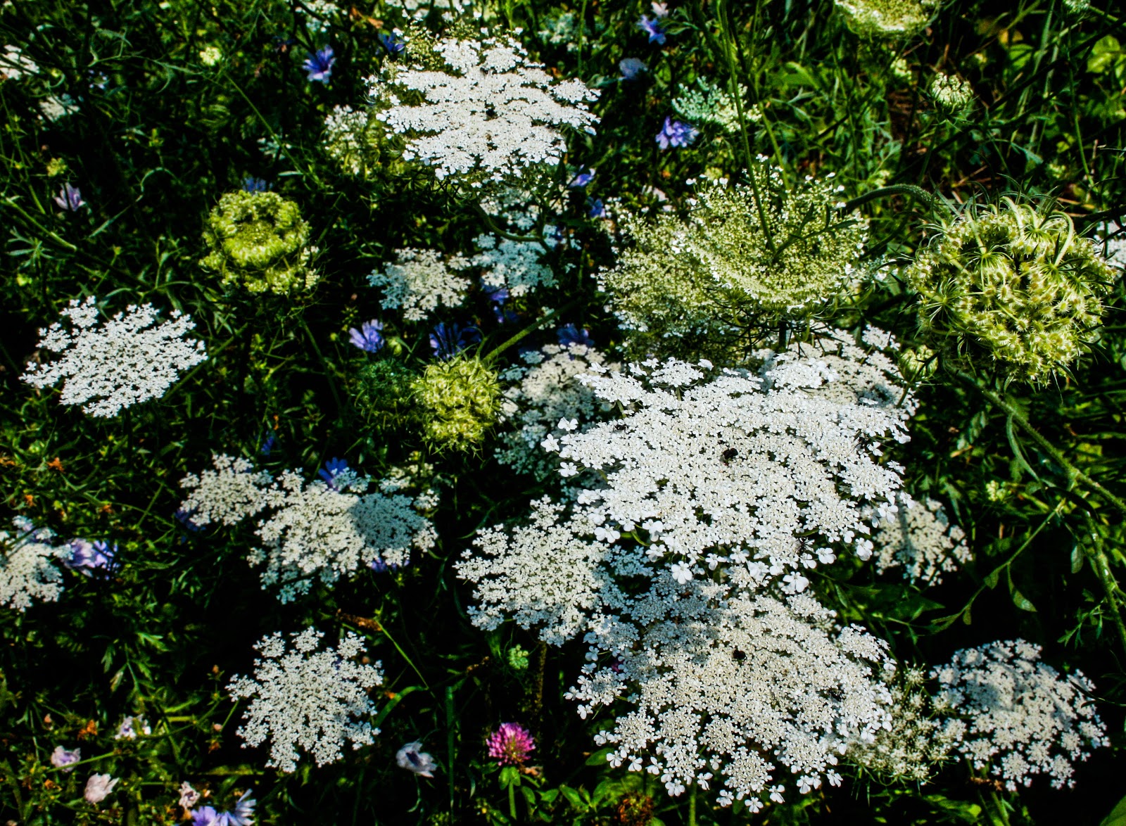 Walking Arizona: Flower Snowflakes
