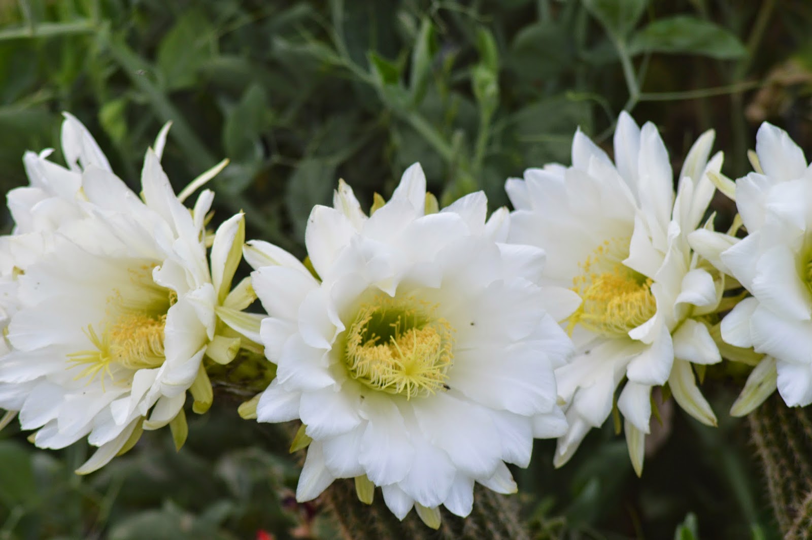 кактус нотокактус элеганс. цветок 2014 года. к а н н а цветок. нотокактус цветет. цветы n.