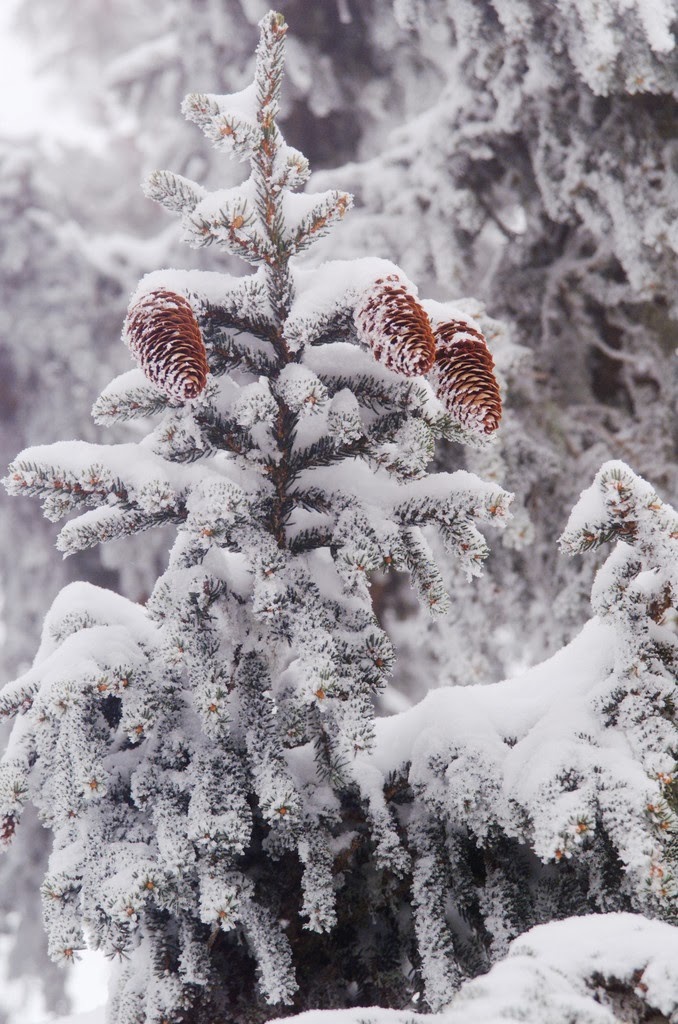 A1 Pictures: An evergreen tree in the winter