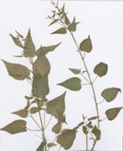 ALAM TUMBUHAN: KELUARGA GETAH / PATIKANIA (Euphorbiaceae 