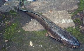 KERALA THE LAND OF RIVERS /FISHES WATERFALLS/ BEACH/ LAKE/ DAMS ...