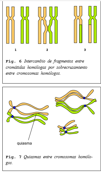 grado 7 Y 8 PERIODO 2 guia sobre meiosis