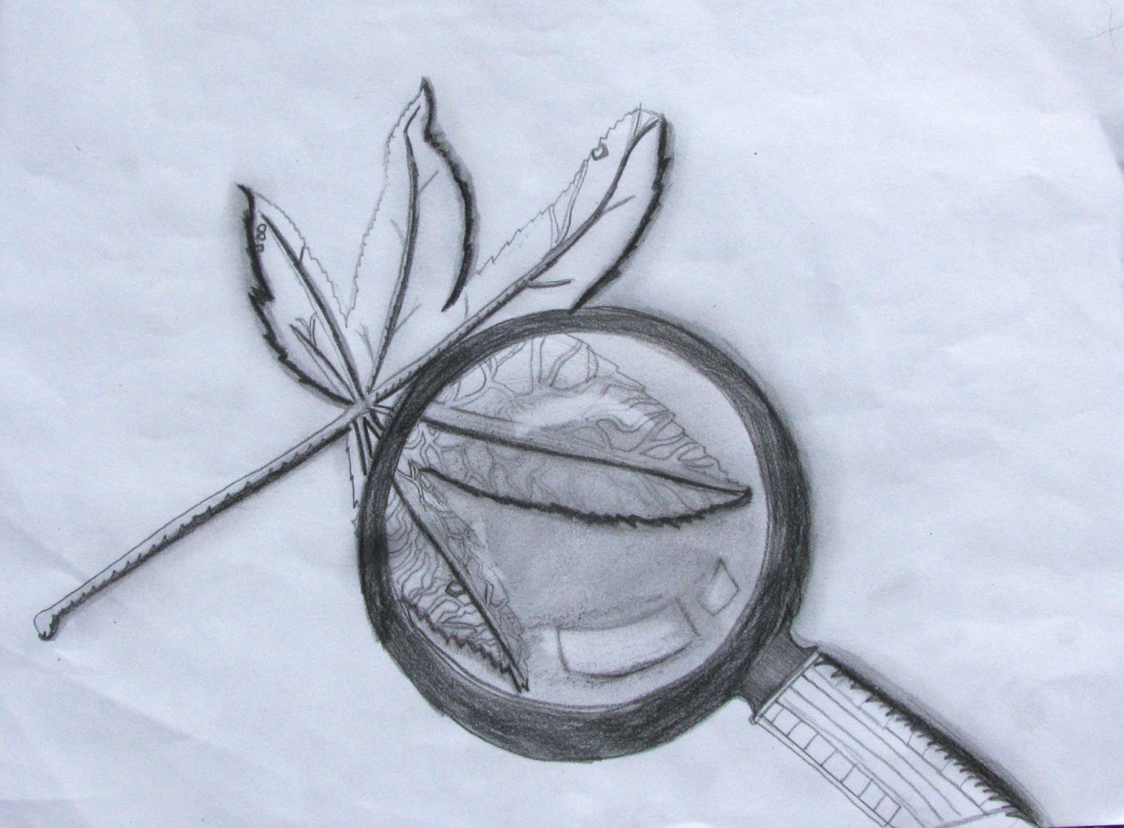 The Helpful Art Teacher Drawing Magnified Leaves Finding The Details