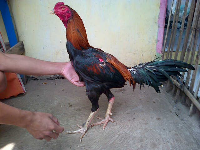 Warna bulu untuk ayam aduan yg berkualitas