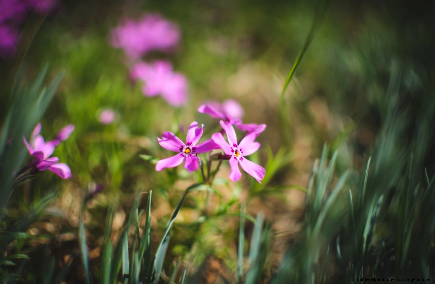 Nature Flowers Pink Petals HD Wallpaper   FreeWallsUp