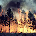 Large fire, 10 hectares of forest burned in Mirdita