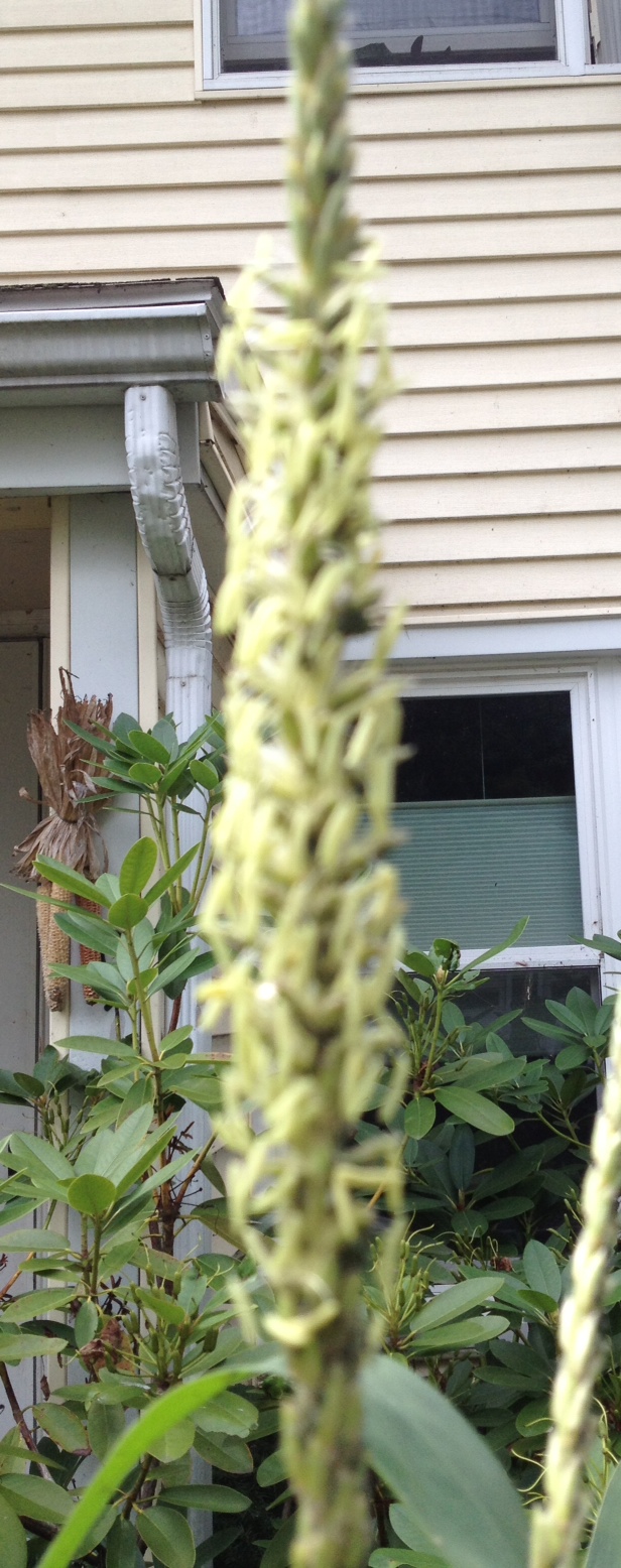 Ramblin' with AM Garden Bloggers Bloom Day Wednesday August iPhone