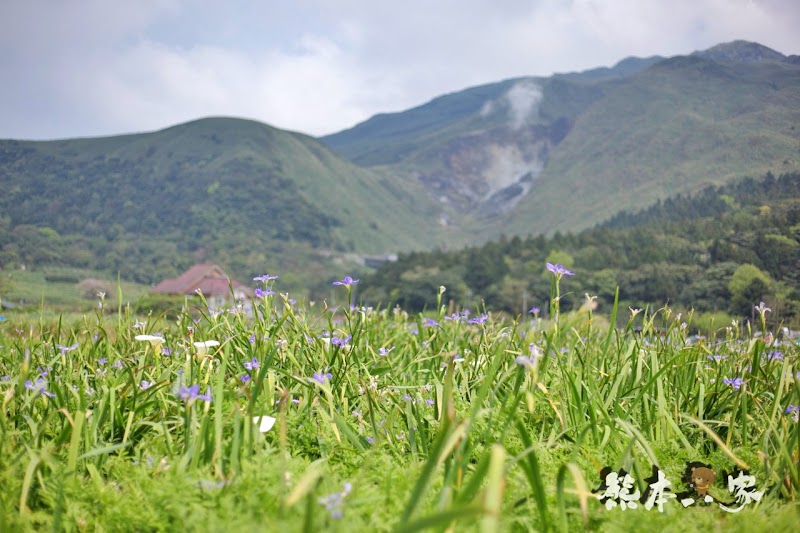名陽匍休閒農莊|頂湖海芋步道~台北陽明山竹子湖海芋季官網封面照就是在這拍的