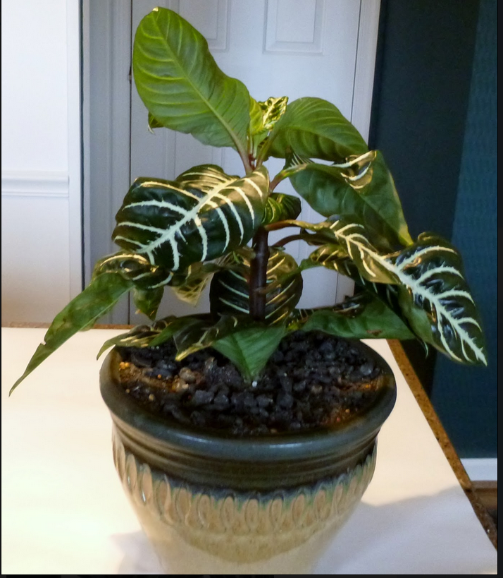 Potting Top of My Zebra Plant