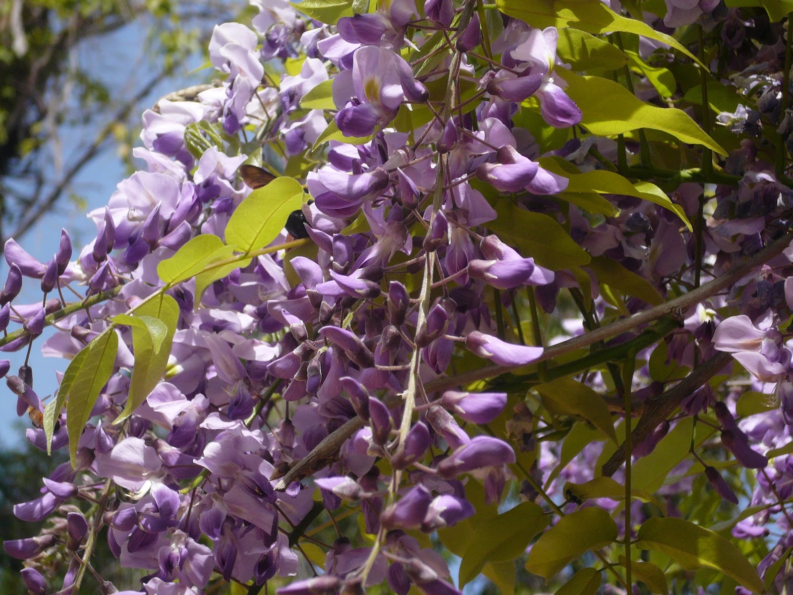 When Does Wisteria Mature 62