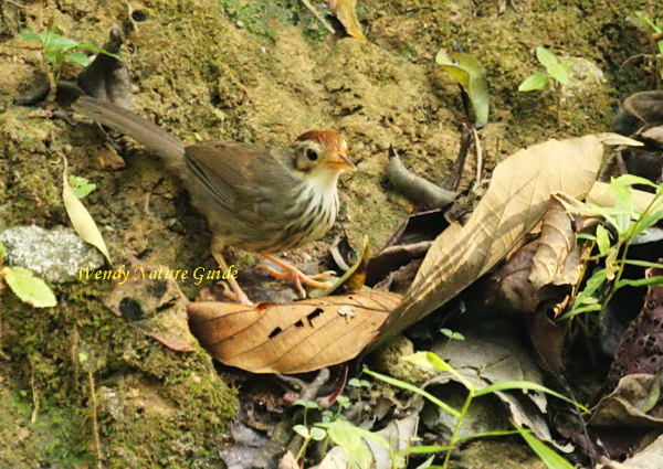 Langkawi Birdwatching