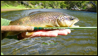 brown trout aysen