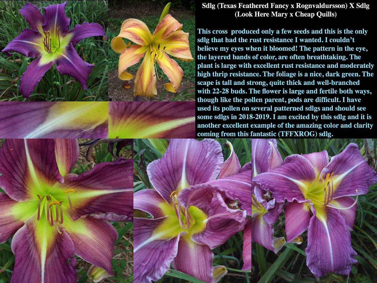 Daylily BReeder Blog Phoenician Royalty