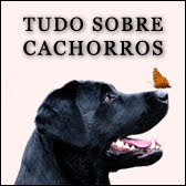 Tudo sobre cachorros!