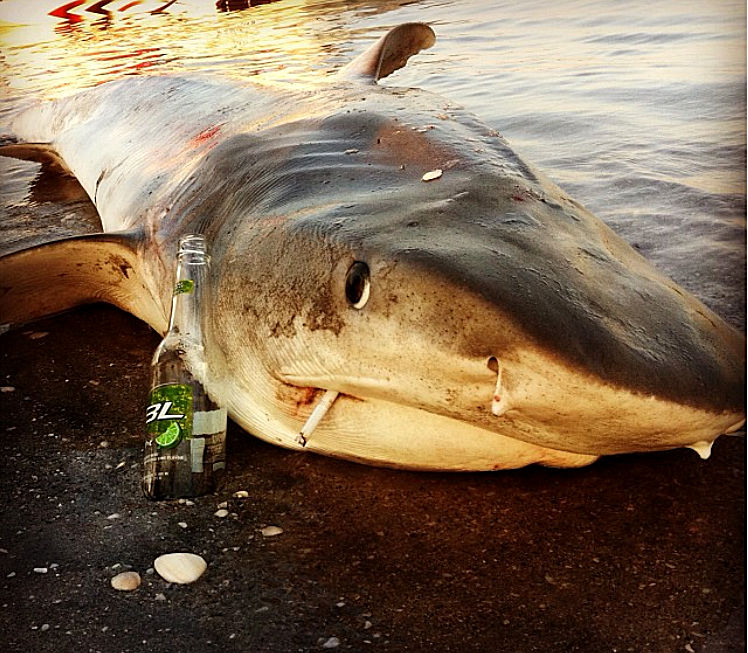 The Best Shark Dive in the World! Florida targeting protected Species?