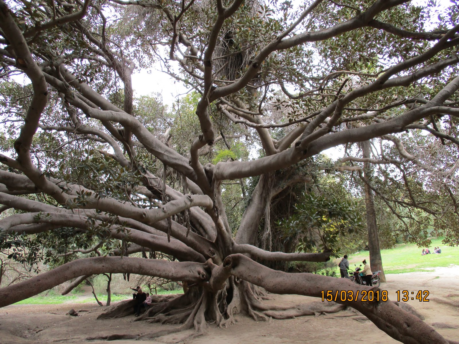 شجرةٌ عظيمة، حديقة البلفدير، تونس.