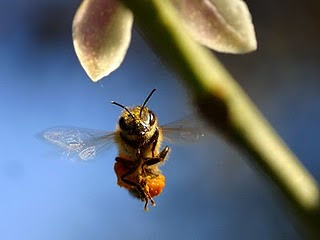 Η Παραπλάνηση των μελισσών