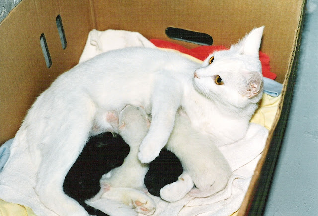 Kitty with her kittens Kitty with her kittens
