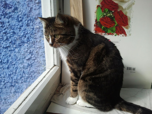 Команда котов помогла чайнику-программисту