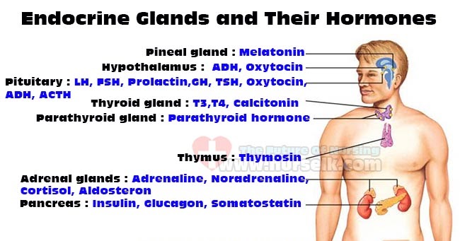 Endocrine Glands and Their Hormones | Nurselk.com