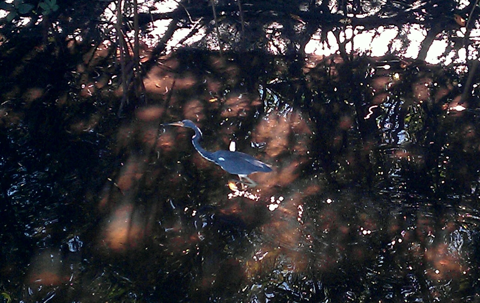 The Tampa Bay Hiker Weedon Island