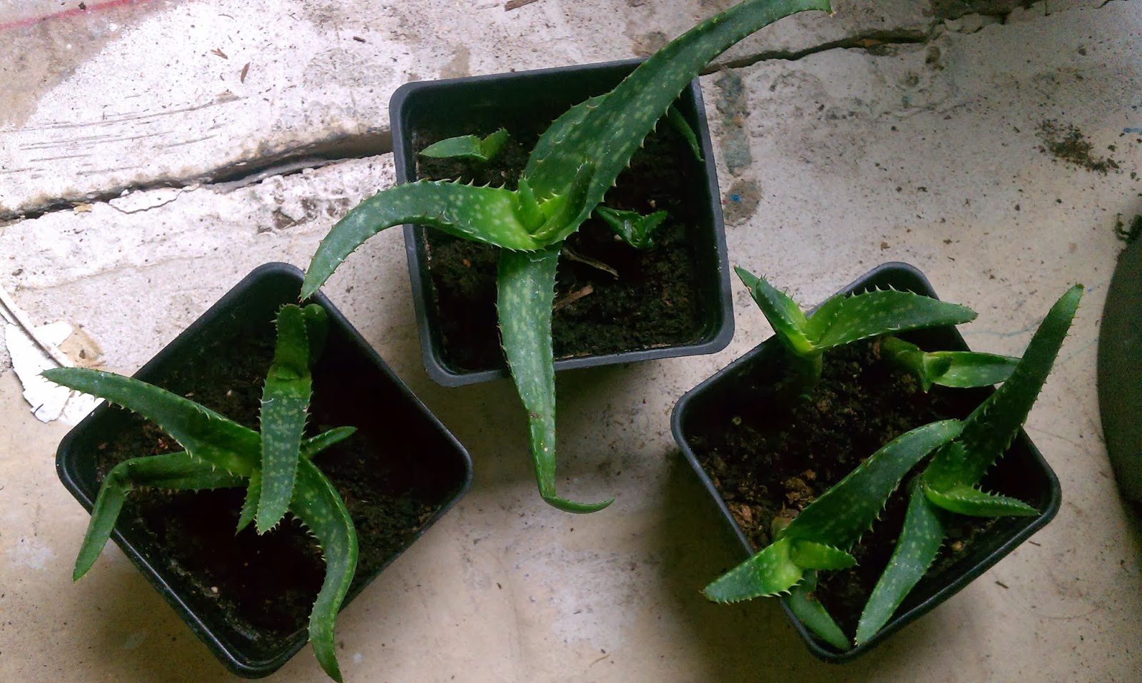 Aloe Vera Greenhouse Second Transplant of Class One Aloe Clusters
