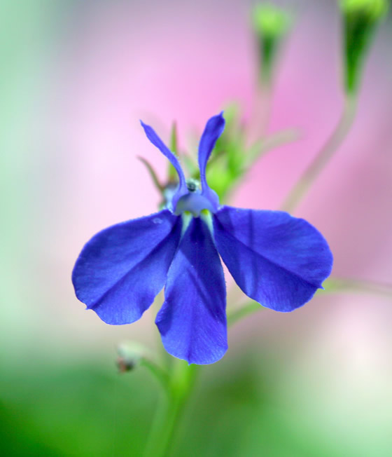 Lobelia flower