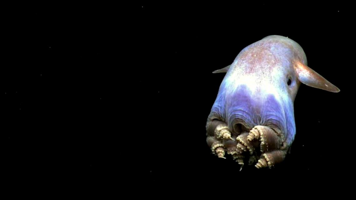 25 Best HD Deep Sea Creatures Wallpapers