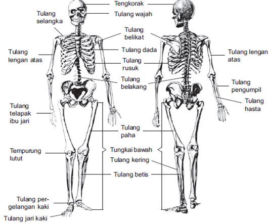 Hasil gambar untuk struktur tulang manusia