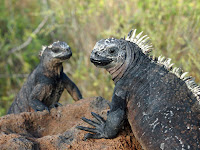Iguanas Shrink in both weight and height without nutrition as a result of El Nino