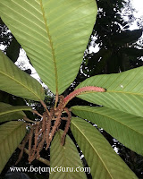 Dipterocarpus cornutus