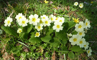 primroses