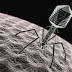 The Deadliest Being on Planet Earth – The Bacteriophage