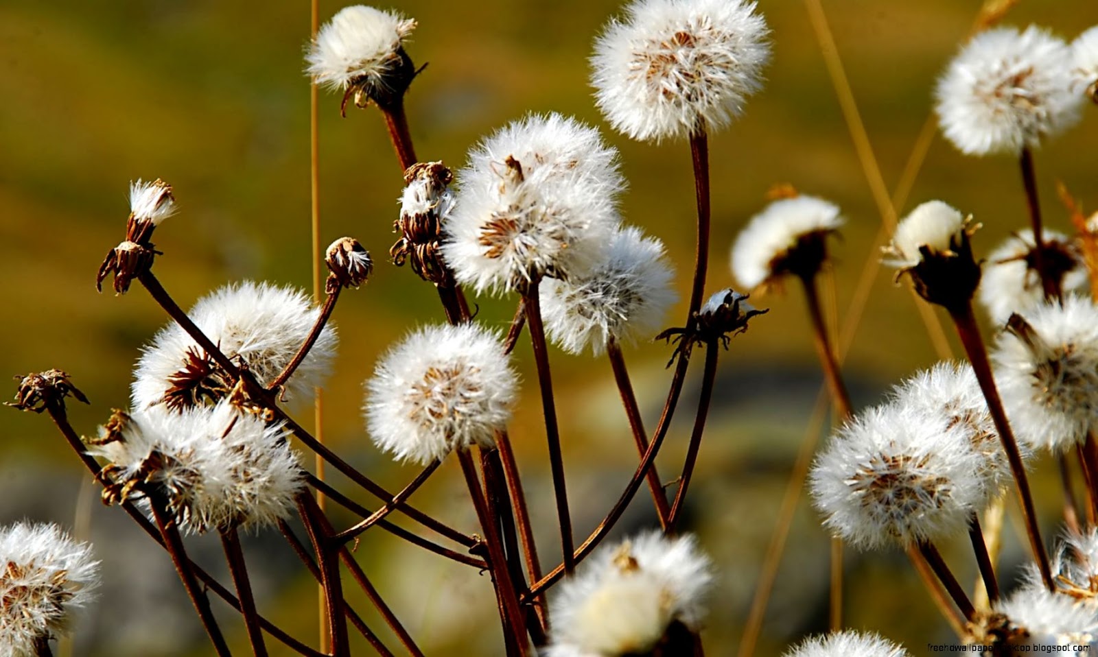 Wild Flower Dandelion