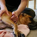 Οι σκύλοι αγαπούν το massage!....