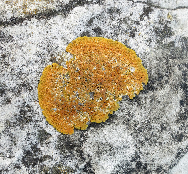 A clipped circle of lichen on Portland Stone